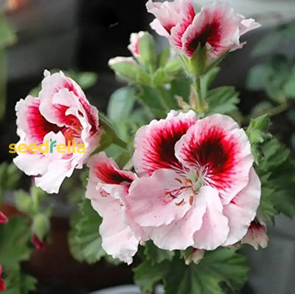 Univalve Geranium Light Yellow Flower Seeds For Planting Annual A Beautiful Garden