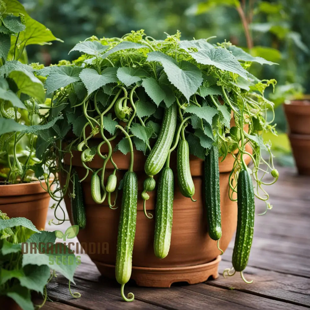 Unleash The Green Dragon Cucumber Seeds For Curcumas Sativus Transforming Your Garden With Lush