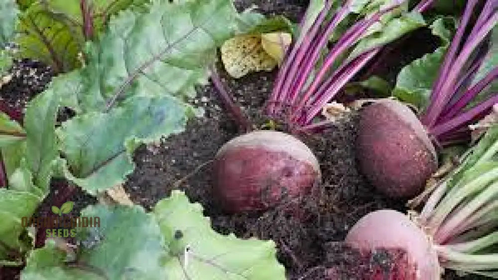 Unlock The Garden’s Treasure Trove Cultivate Golden Beet Root Seeds For A Bountiful Harvest Of