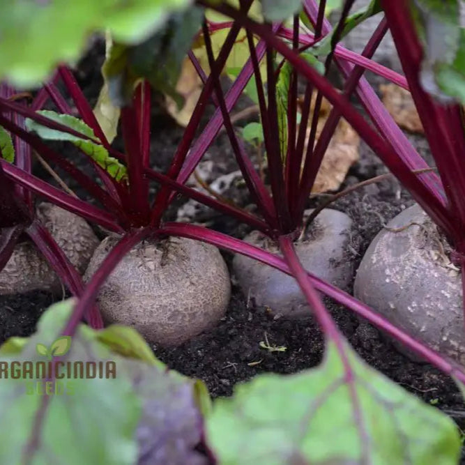 Unlock The Gardenâ€™s Treasure Trove Cultivate Golden Beet Root Seeds For A Bountiful Harvest Of