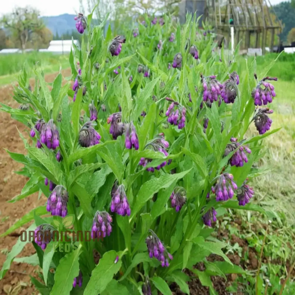 Unlock The Secrets Of Symphytum Comfrey Flower Seeds Essential Guide To Planting And Gardening With