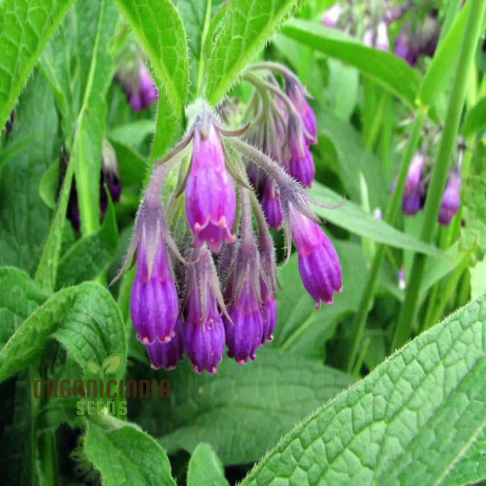 Unlock The Secrets Of Symphytum Comfrey Flower Seeds Essential Guide To Planting And Gardening With