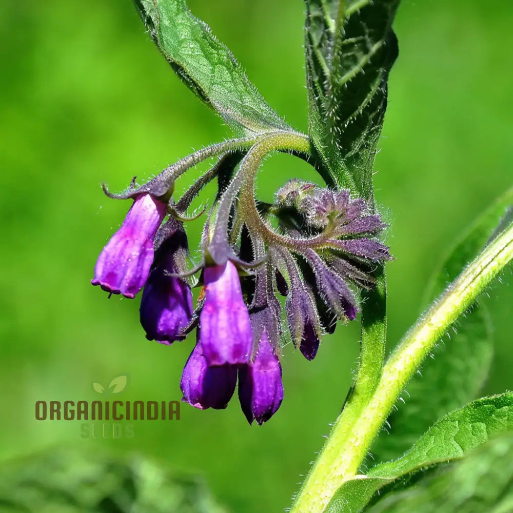 Unlock The Secrets Of Symphytum Comfrey Flower Seeds Essential Guide To Planting And Gardening With