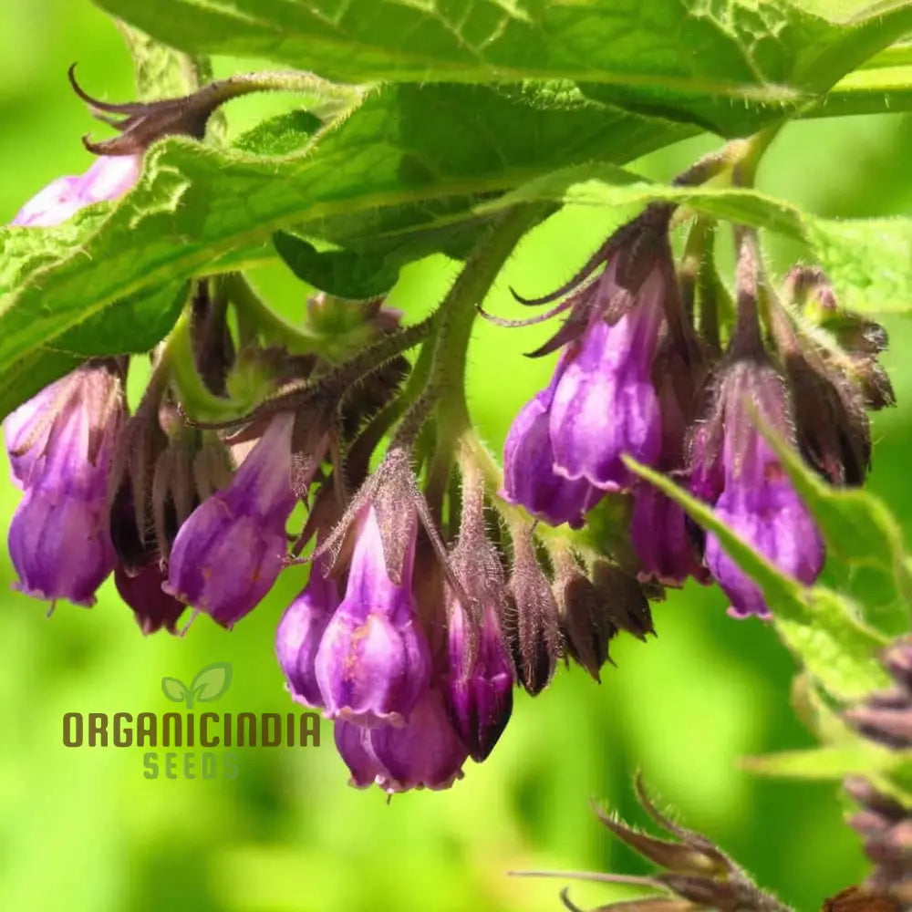 Unlock The Secrets Of Symphytum Comfrey Flower Seeds Essential Guide To Planting And Gardening With