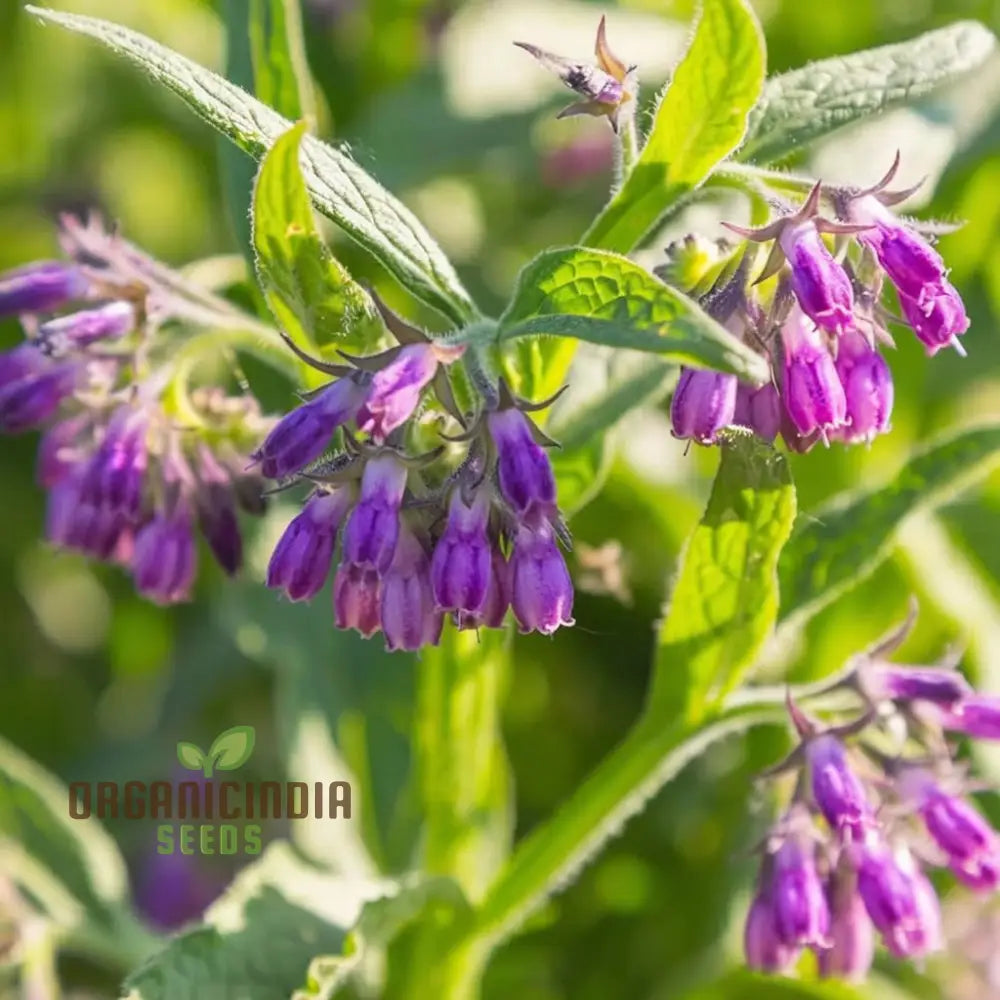 Unlock The Secrets Of Symphytum Comfrey Flower Seeds Essential Guide To Planting And Gardening With