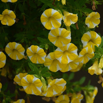 Superbells Lemon Slice Calibrachoa Seeds, Vibrant, Trailing Annual for Containers &amp Hanging Baskets