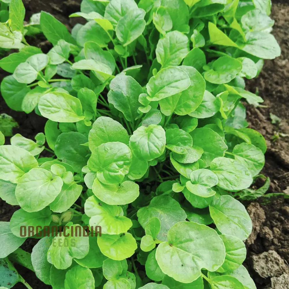 Upland Cress Seeds - Premium Quality For Planting And Salad Greens