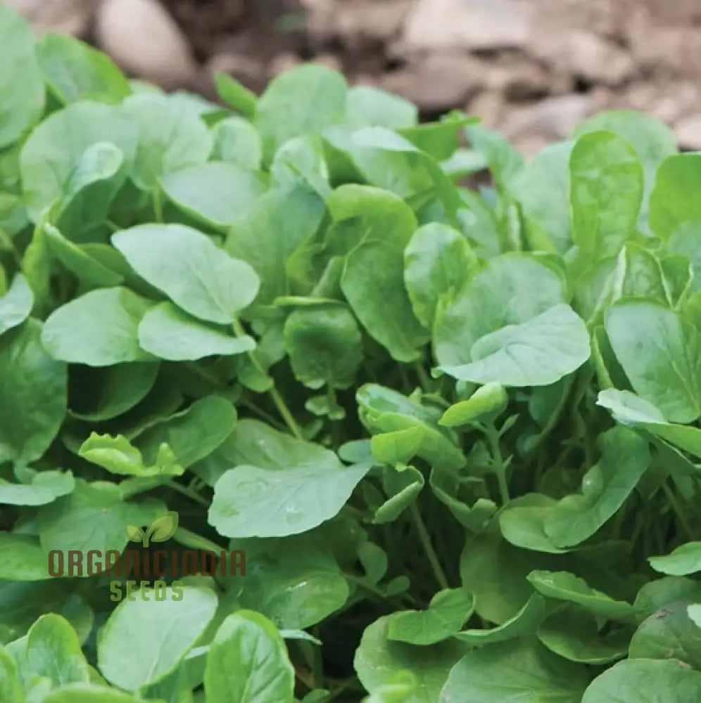 Upland Cress Seeds - Premium Quality For Planting And Salad Greens