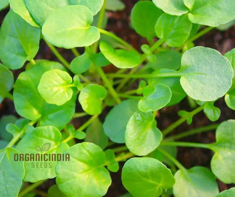 Upland Cress Seeds - Premium Quality For Planting And Salad Greens