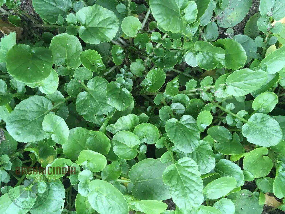 Upland Cress Seeds - Premium Quality For Planting And Salad Greens