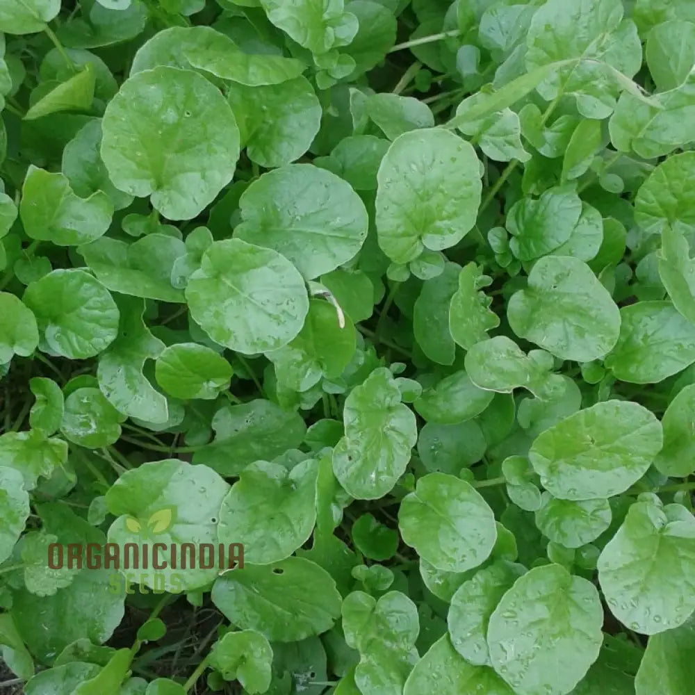 Upland Cress Seeds - Premium Quality For Planting And Salad Greens