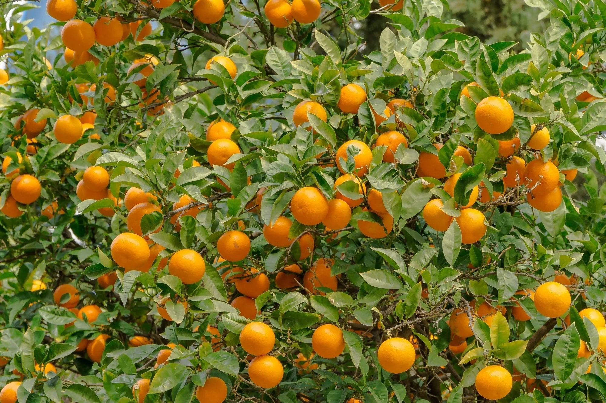 Valencia Orange Seeds for Planting – Grow Sweet & Juicy Oranges