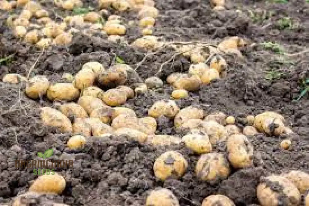 Valor Potato Seed For Thriving Gardens – High-Yield Disease-Resistant Easy-To-Grow Potatoes Home