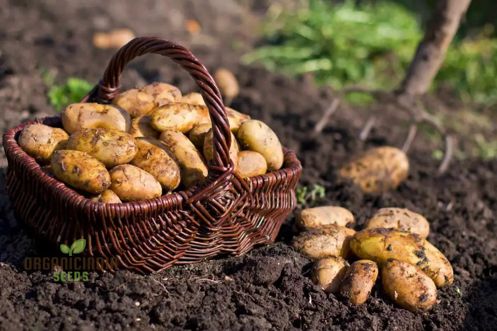 Valor Potato Seed For Thriving Gardens – High-Yield Disease-Resistant Easy-To-Grow Potatoes Home