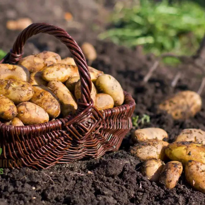 Valor Potato Seed For Thriving Gardens â€“ High-Yield Disease-Resistant Easy-To-Grow Potatoes Home