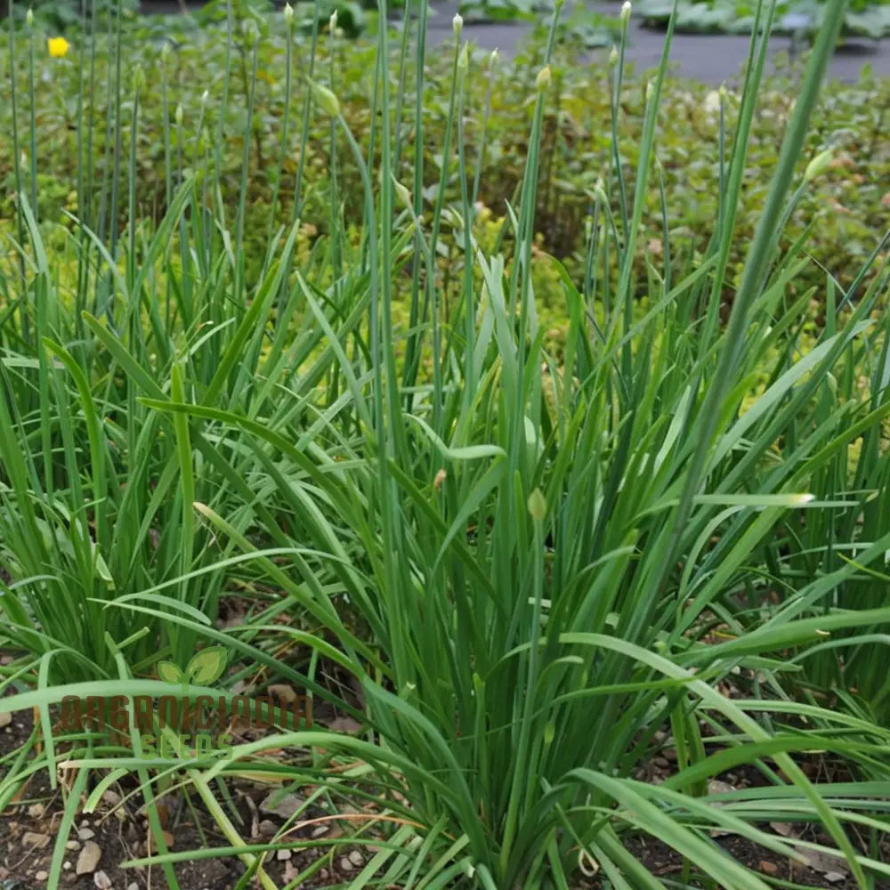 Vegetable Gardening With Garlic Chives An Extensive Guide To Planting And Growing Flavorful Chive