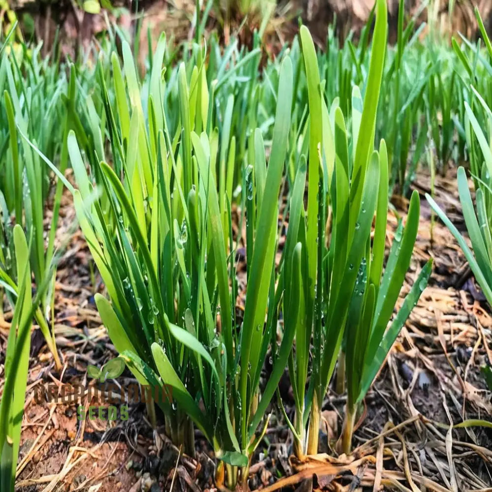 Vegetable Gardening With Garlic Chives An Extensive Guide To Planting And Growing Flavorful Chive