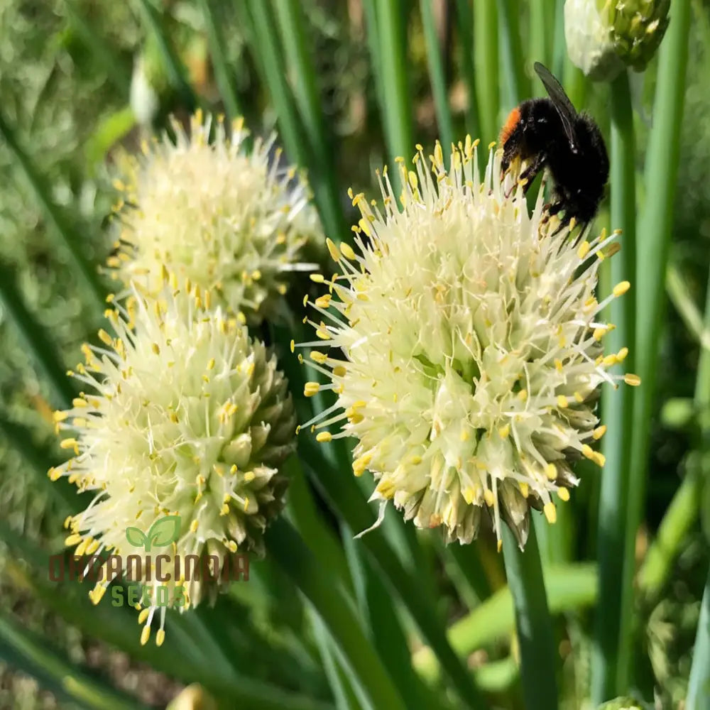 Vegetable Gardening With Garlic Chives An Extensive Guide To Planting And Growing Flavorful Chive