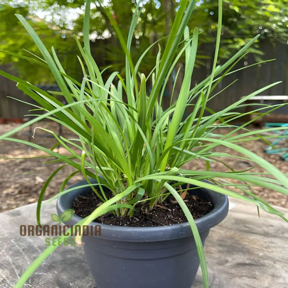 Vegetable Gardening With Garlic Chives An Extensive Guide To Planting And Growing Flavorful Chive