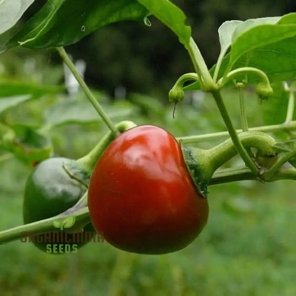 Vegetable Gardening With Hot Chilli Pepper ’Large Red Cherry’ A Comprehensive Guide To Planting