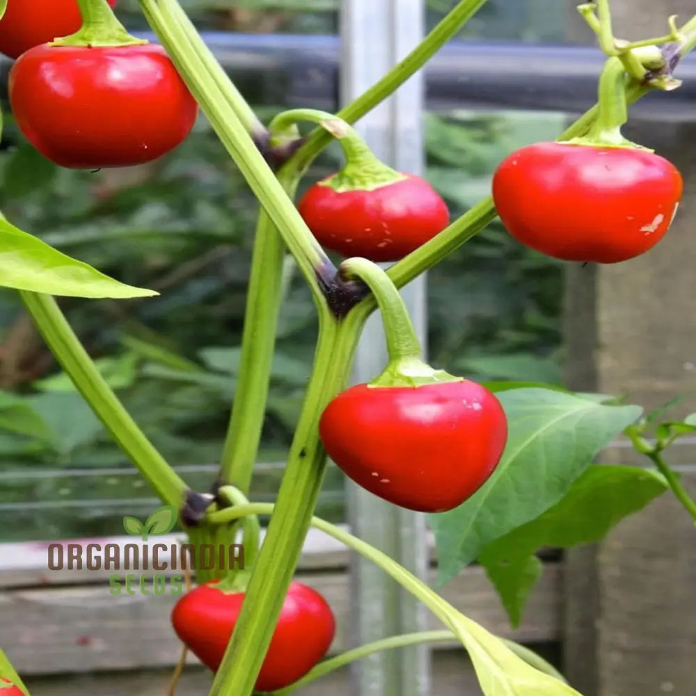 Vegetable Gardening With Hot Chilli Pepper ’Large Red Cherry’ A Comprehensive Guide To Planting