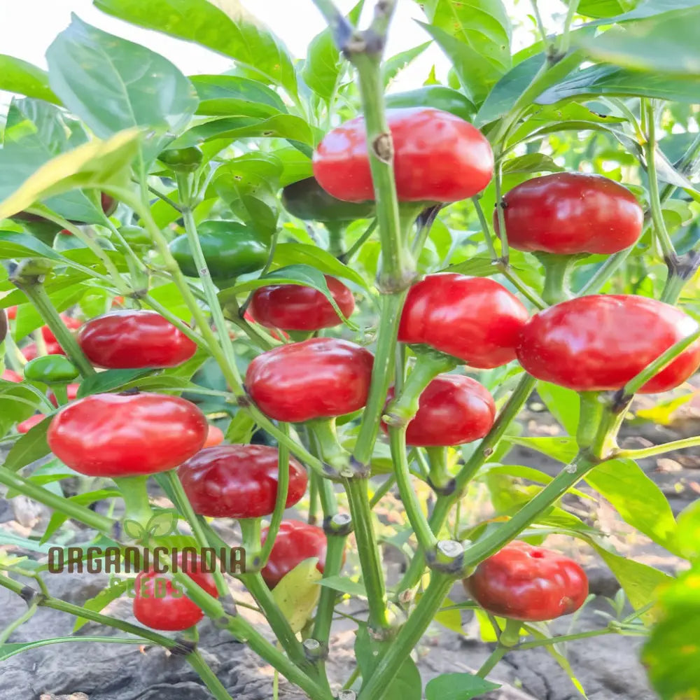 Vegetable Gardening With Hot Chilli Pepper ’Large Red Cherry’ A Comprehensive Guide To Planting