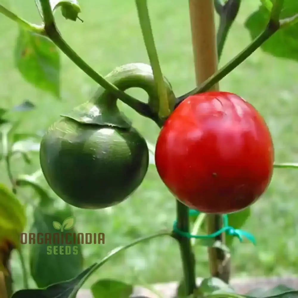 Vegetable Gardening With Hot Chilli Pepper â€™Large Red Cherryâ€™ A Comprehensive Guide To Planting