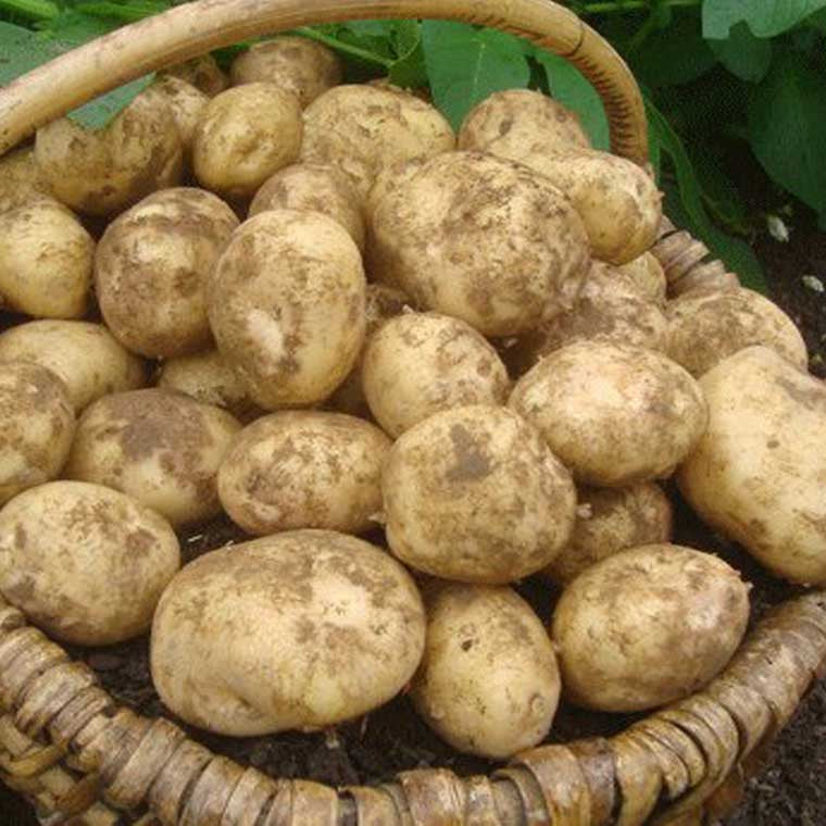 King Edward Potato Seed: Cultivated for Superior Gardening Success and Bountiful Harvests