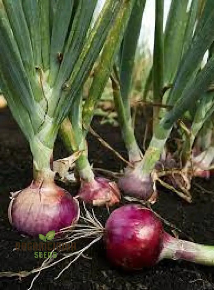 Velvet Egyptian Onion Allium Cepa Viviparum Vegetable Seeds For Planting Alliums