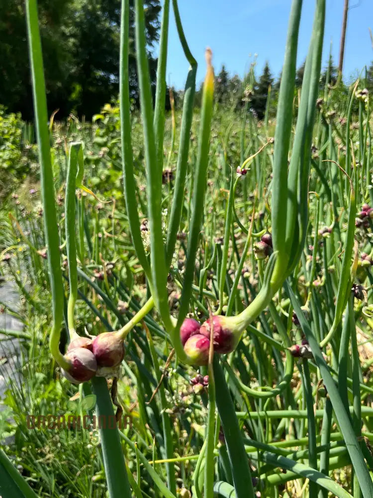 Velvet Egyptian Onion Allium Cepa Viviparum Vegetable Seeds For Planting Alliums