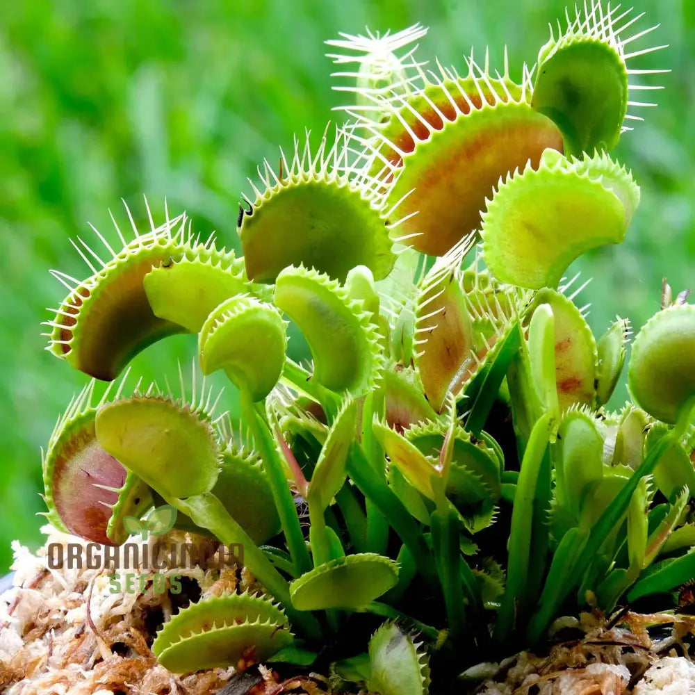 Venus Fly Trap Flower Seeds In Vibrant Violet – Elevate Your Gardening With Exotic And Stunning