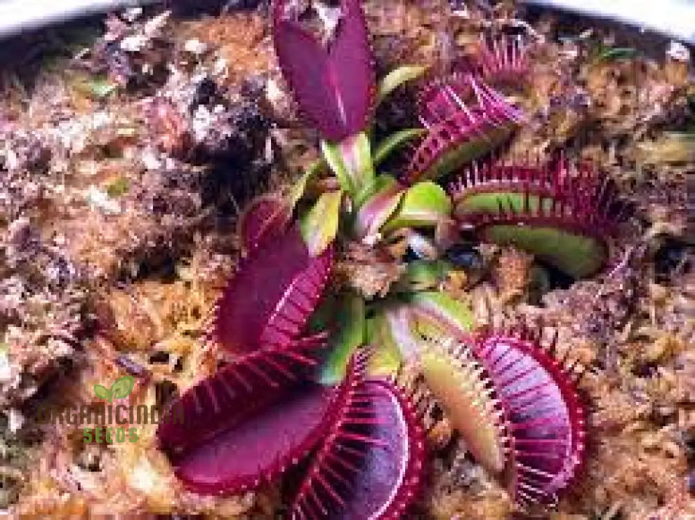 Venus Fly Trap Flower Seeds In Vibrant Violet â€“ Elevate Your Gardening With Exotic And Stunning