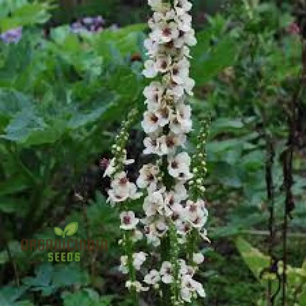 Verbascum Chaixii Album Seeds Planting: Elegant Perennial For Your Garden Sanctuary