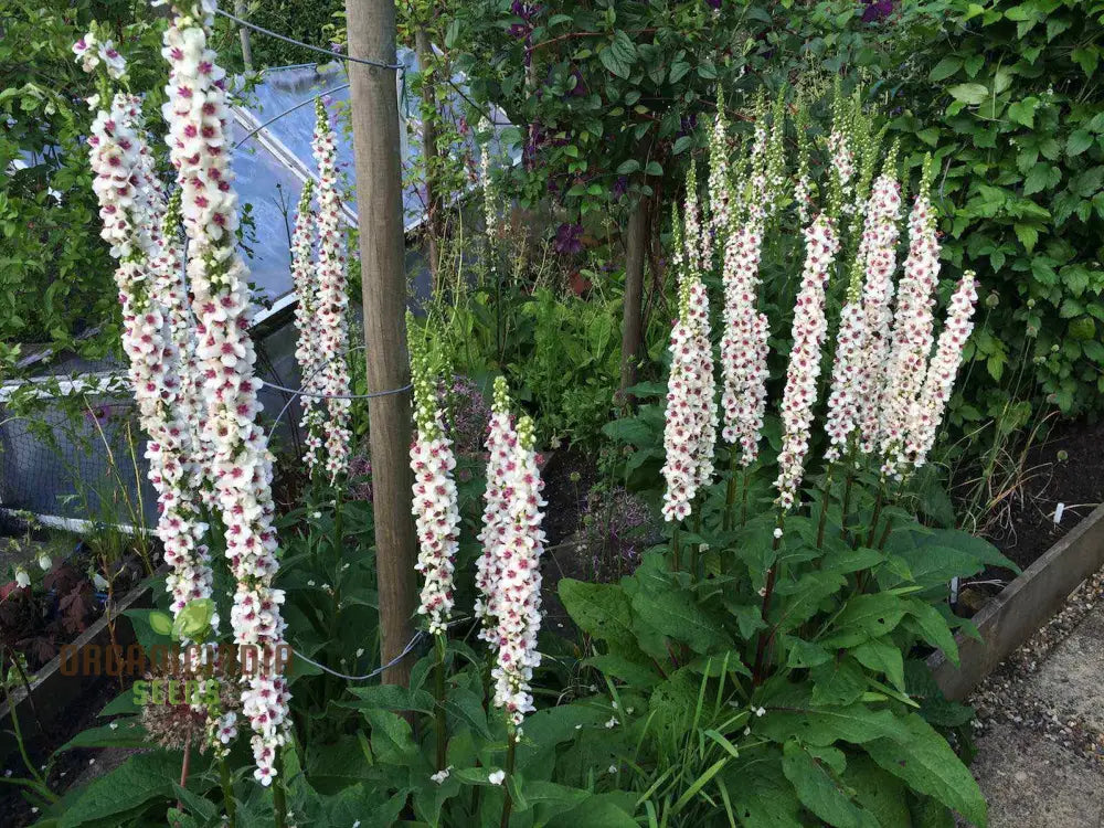 Verbascum Chaixii Album Seeds Planting: Elegant Perennial For Your Garden Sanctuary