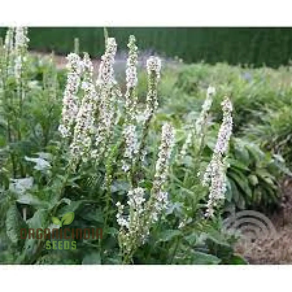 Verbascum Chaixii Album Seeds Planting: Elegant Perennial For Your Garden Sanctuary