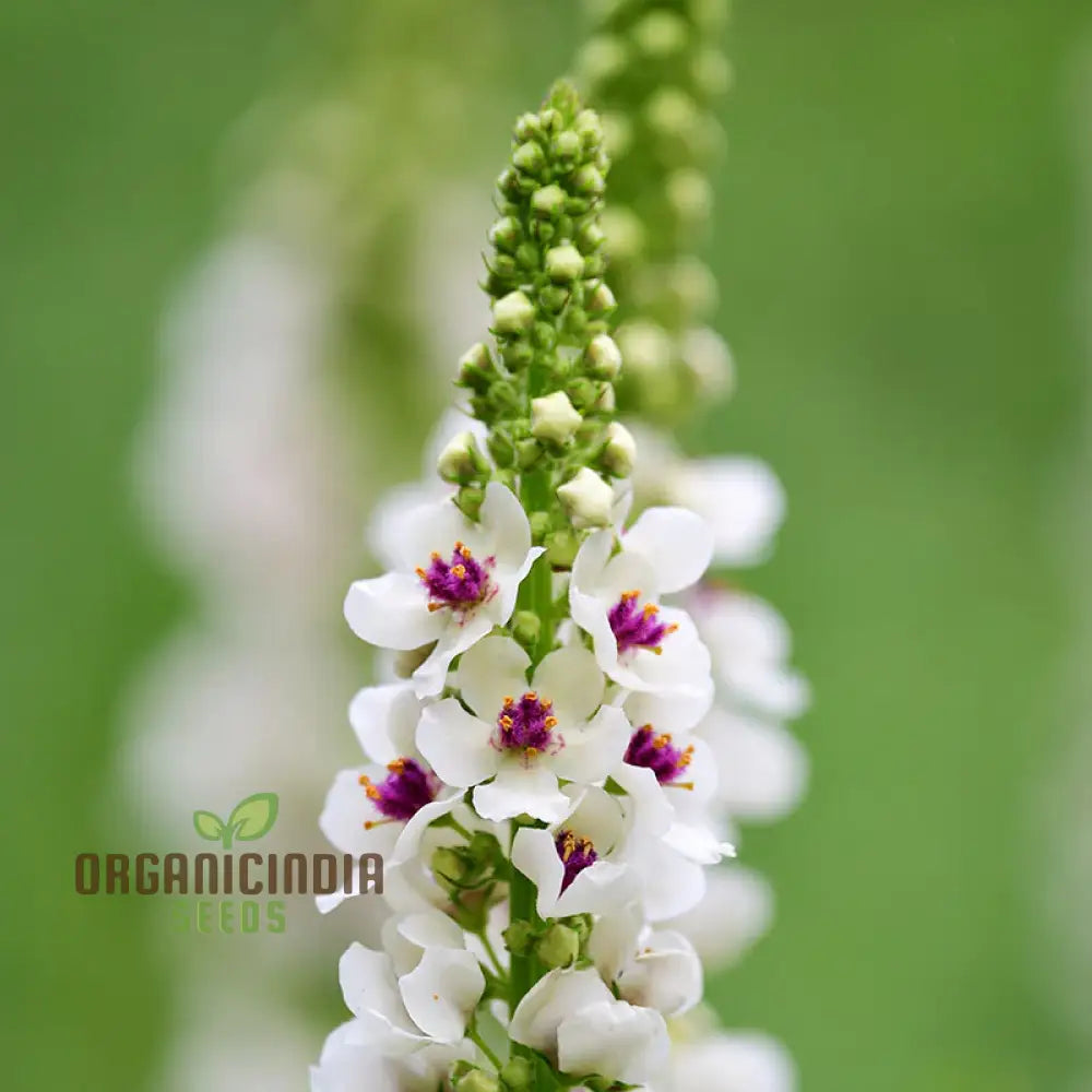 Verbascum Chaixii Album Seeds Planting: Elegant Perennial For Your Garden Sanctuary