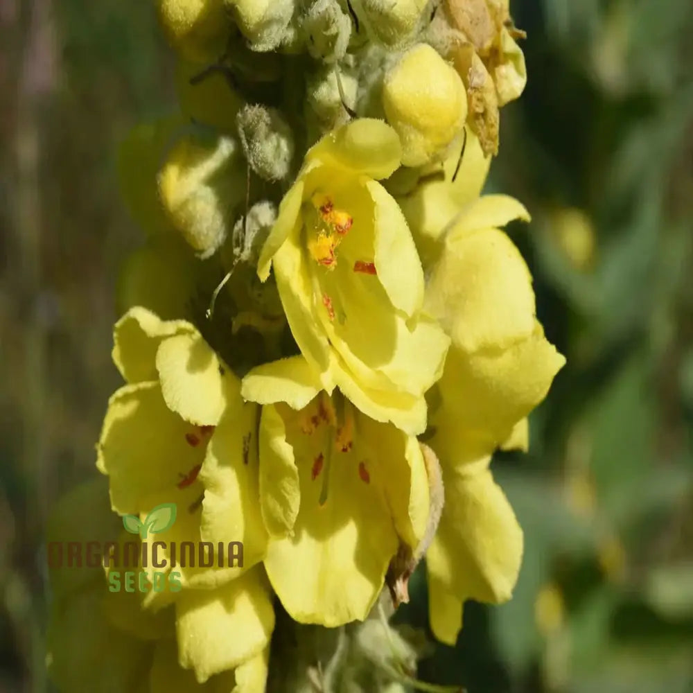 Verbascum Densiflorum Flower Seeds Tall Vibrant Blooms Perfect For Pollinator Gardens Seeds