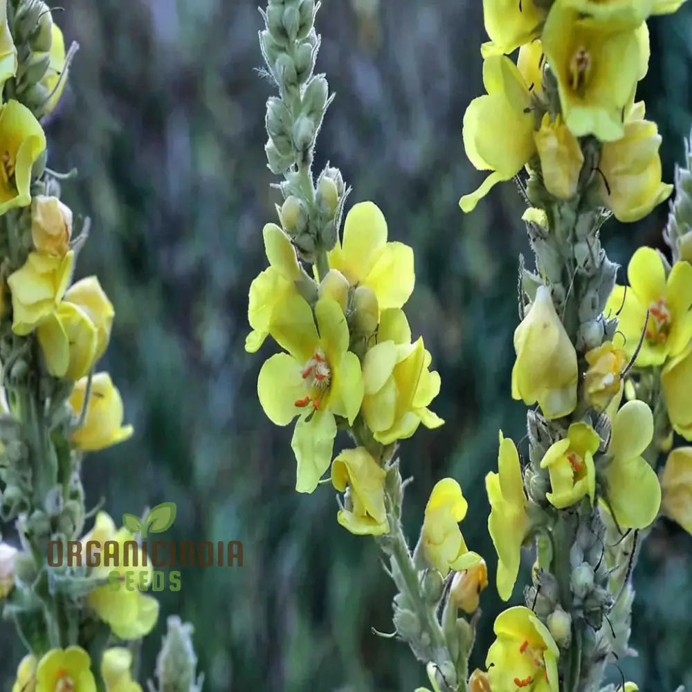 Verbascum Densiflorum Flower Seeds Tall Vibrant Blooms Perfect For Pollinator Gardens Seeds