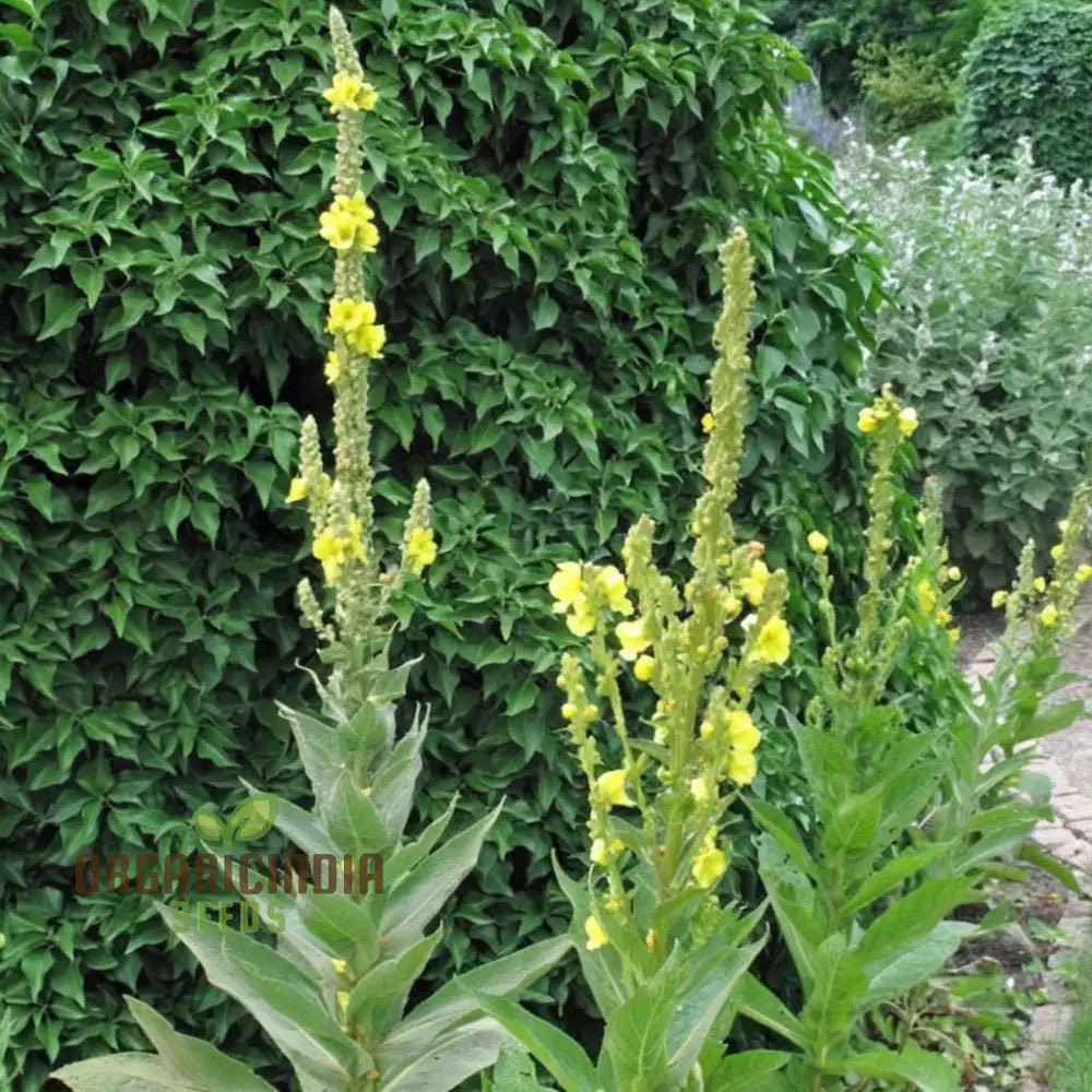 Verbascum Densiflorum Flower Seeds Tall Vibrant Blooms Perfect For Pollinator Gardens Seeds