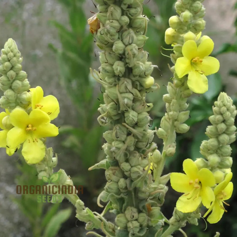 Verbascum Densiflorum Flower Seeds Tall Vibrant Blooms Perfect For Pollinator Gardens Seeds