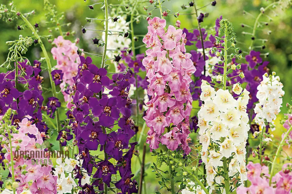 Verbascum Phoeniceum Flower Seeds For Planting: Graceful Perennial For Your Enchanted Garden Oasis