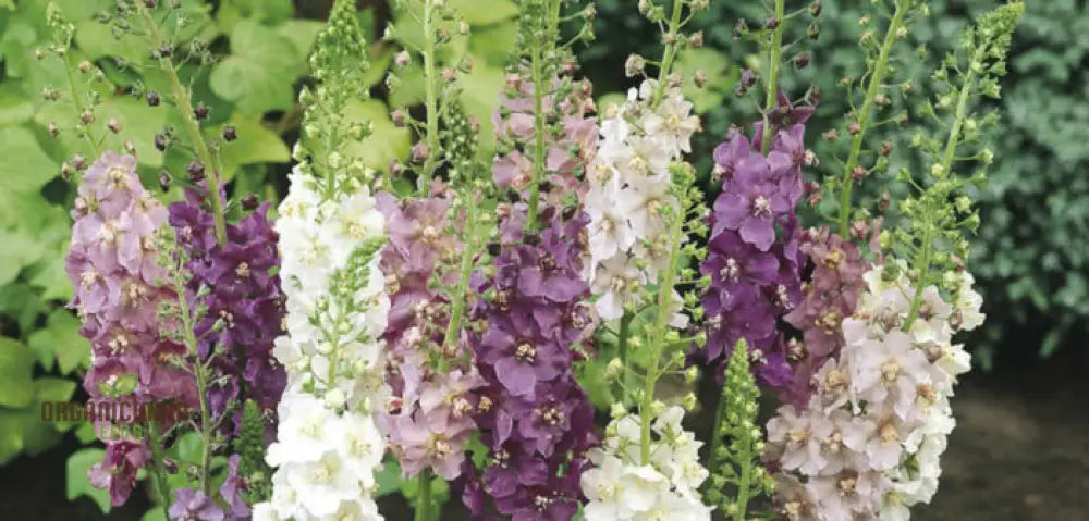 Verbascum Phoeniceum Flower Seeds For Planting: Graceful Perennial For Your Enchanted Garden Oasis