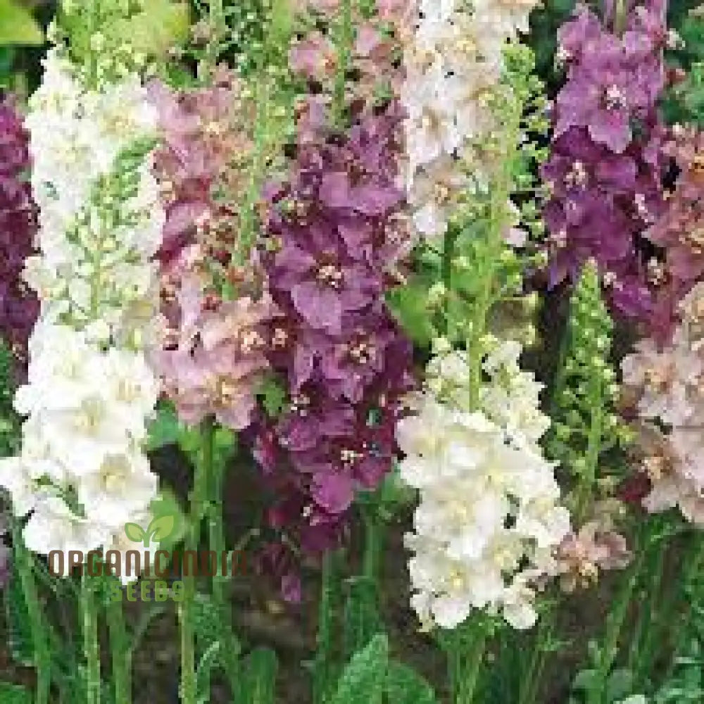 Verbascum Phoeniceum Flower Seeds For Planting: Graceful Perennial For Your Enchanted Garden Oasis