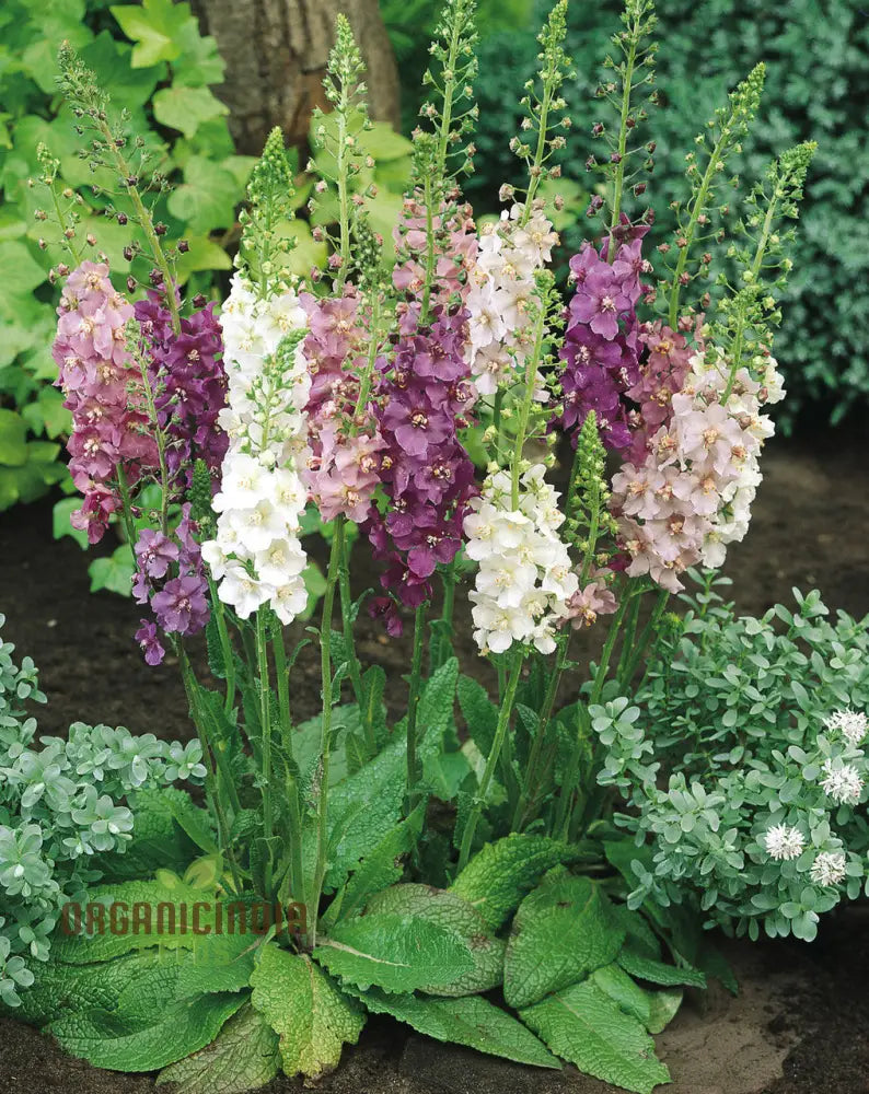 Verbascum Phoeniceum Flower Seeds For Planting: Graceful Perennial For Your Enchanted Garden Oasis