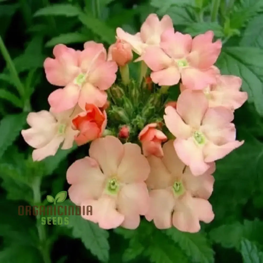 Verbena Apricot Flower Seeds - Grow Delightful Apricot-Colored Blooms In Your Garden