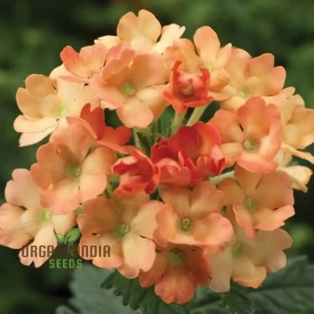 Verbena Apricot Flower Seeds - Grow Delightful Apricot-Colored Blooms In Your Garden