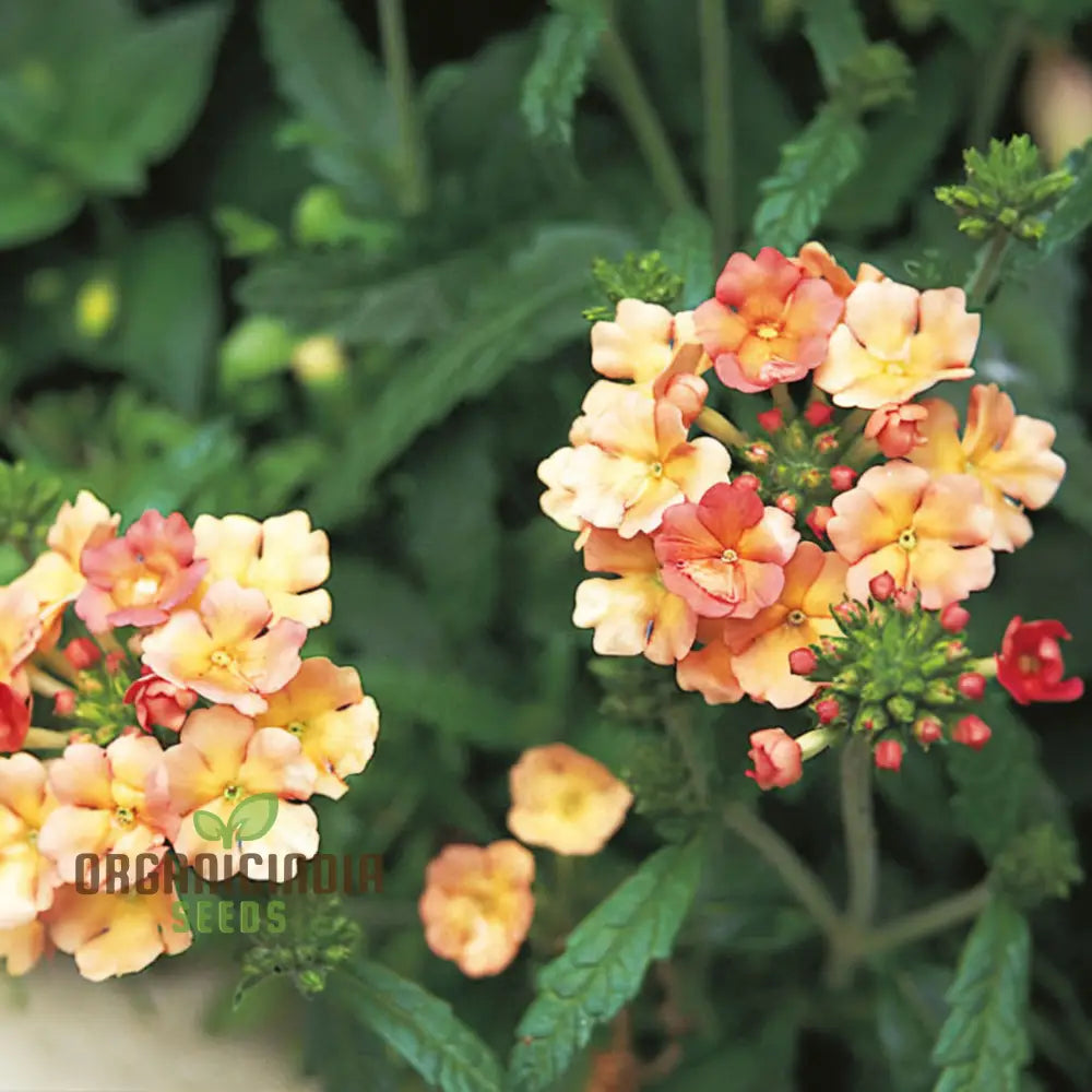 Verbena Apricot Flower Seeds - Grow Delightful Apricot-Colored Blooms In Your Garden