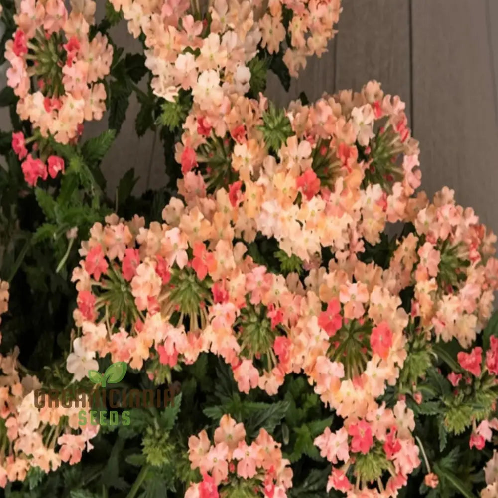 Verbena Apricot Flower Seeds - Grow Delightful Apricot-Colored Blooms In Your Garden