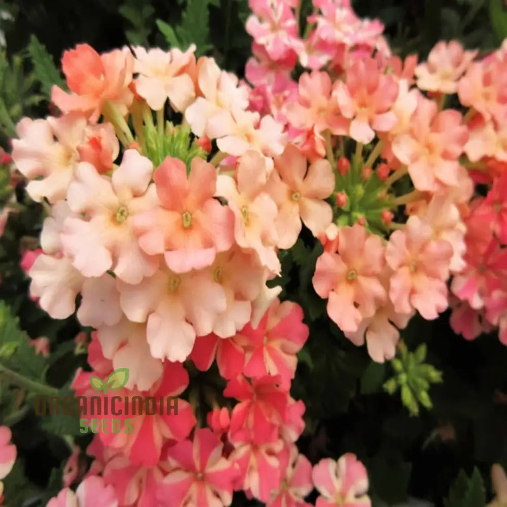 Verbena Apricot Flower Seeds - Grow Delightful Apricot-Colored Blooms In Your Garden