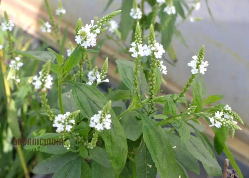 Verbena Hastata Alba Flower Seeds Premium Hardy White Blooms - Perfect For Pollinators & Garden